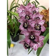 Bunga Anggrek cymbidium purple black - Tanaman Hias Hidup -Bunga Hidup