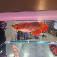 ikan arwana super red 40cm