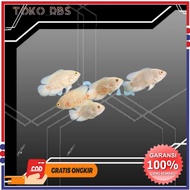 Albino hisan aquariumOSCAR albino batik tigerOSCAR