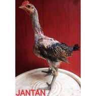 (0_0) Ciak Anakan Ayam Pelung Jumbo Asli Original sehat gemuk ("_")