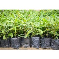 UV Polybag /Polibag/Nursery Plantation Bag/Biji Benih/Vegetable Seed/Pokok Bunga Tanah Tray Peatmoss 花瓶 植物袋子黑袋子 pot pasu