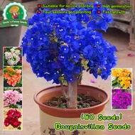 70pcs/pack Mixed Color Rare Bougainvillea Seeds for Planting Bonsai Bougainvillea Flower Seeds for G
