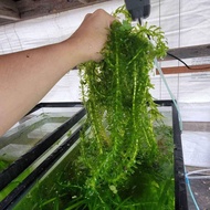 Aquatic Plant Hydrilla (pokok akuarium, hiasan akuarium, lowtech, aquascape)