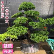 罗汉松盆景盆栽小叶雀舌室内造型福建茶盆栽四季常青造景植物