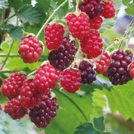 500-100 เมล็ด Rare Delicious Raspberry Fruit Seeds ต้นราสเบอร์รี่ บอนไซแคระ บอนไซ เมล็ดพันธุ์พืช เมล็ดดอกไม้ พรรณไม้ ต้นไม้ เมล็ดพันธุ์ผัก พันธุ์ไม้ผล ผักซอง ผักสวนครัว plants plant