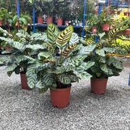 90s Greenovation live indoor plant Calathea Makoyana/Peacock Plant (P180) 孔雀竹芋