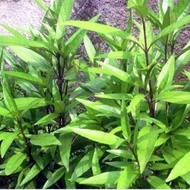 Daun Gandarusa Ganda Rusa segar Pengobatan Patah Tulang Herbal