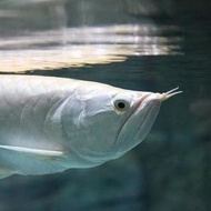 Ikan Arwana Silver Brazil BIG Size Tankmate Aquascape