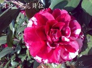 【盛宏茶花】茶花品種︱C嫁接茶花︱黑花貝拉C616-3