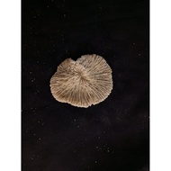 Unique natural stone 52