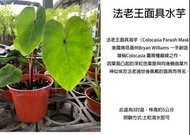 心栽花坊-法老王面具水芋/水芋/3吋/觀葉植物/室內植物/綠化植物/售價150特價120
