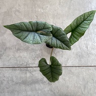 RARE Alocasia Platinum LARGE | Pokok Alocasia Hidup | Alocasia Live Plant [Ready Stock]