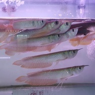 Ikan Arwana Silver Brazil