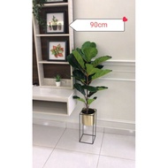 C🌺READY STOCK🌺 Fiddle fig