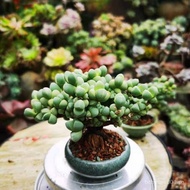Antler Begonia   Succulents,Stylish Old Potted Plant,Potted Green Plants,Indoor Flowers