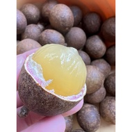 POKOK BUAH MATOA HYBRID/LONGAN BRAZIL(buah 3 rasa laici+longan+rambutan)