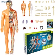 3D Human Body Torso Model, Human Body Anatomy Model with Detachable Organ & Skeleton, Human Body Tea