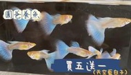 「圓爸養魚」《純品係 》天空藍白子孔雀魚. 出紅、緞帶、模型1:1.飼料、一對100$ 「公+母」，不挑魚，買五對送一對