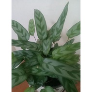 Calathea Repens (mini-calathea bella)