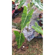 Alocasia Sarian Murah