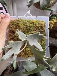 特選侏儒細菌鹿角蕨（Platycerium willinckii ’Bacteria‘）