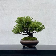 小品盆栽-紀州真柏  盆景 送禮