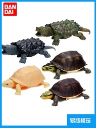 Bandai Realistic Creature Series Creature Encyclopedia Box Egg Turtle Tortoise Closed Shell Turtle
