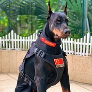 Doberman Collar Adjustable Large-Scale Dog Explosion-Proof Punch Collar Outdoor Wear-Resistant Lifta