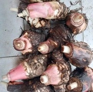 bibit bonggol pisang cavendish