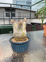 白花象牙玉 Pachypodium Eburneum 塊根植物