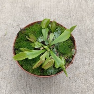 [Plantopia] Venus Flytrap | Dionaea Muscipula 捕蝇草 | Carnivorous Plant