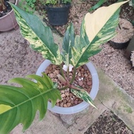 Tanaman Hias Philodendron Caramel Marble Variegata Mewah 60Kk Ayratoko