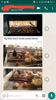 Termurah Mesin Penetas Telur Full Otomatis Telur Ayam Burung Bebek Mesin Tetas