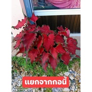 Keladi Thai Hong Hao / Caladium Thai Red Queen