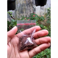 BIJI BAKO KHAS MLOKO/BIBIT POHON BAKO/BIJI POHON BAKO/1000BUTIR