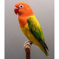 Lovebird biola Ewing gold Tersedia jantan dan betina