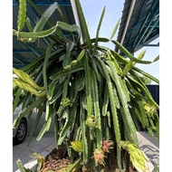 Biji Benih Pokok Buah Naga Merah/ Dragon Fruits Seeds