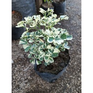 Variegated Papua Live Plants (ROOTED PLANTS)