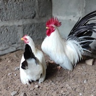 TELUR AYAM HIAS KATE CEPER SIAP DI TETASKAN