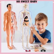 Human Body Model for Kids 3D Human Body Organ Model DIY Assembly Toys Sains Badan Mainan Kanak