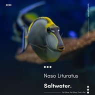 Ikan Hias Laut Naso Lituratus