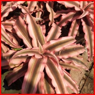 ☩ ﹊ ∏ PINK SNAKE PLANT/ Bromeliodes Cryptanthus PLANT FOR SALE