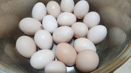 TELUR AYAM KAMPUNG BERBENIH SESUAI UNTUK DIRAM telur kampung freerange  Organik