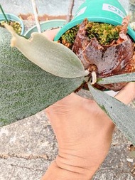 鹿角蕨-白二岐側芽