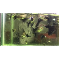 ikan guppy silverado hb blue