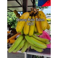 ANAK POKOK PISANG RAJA TALUN / TALON / PISANG TOMAN ABU TRADING