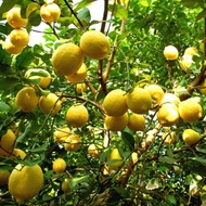 Lemon Tree Seeds for Sale Organic Lemons Fruit Seeds for Planting Fruits Real Bonsai Seeds Dwarf Variety Fruit Tree Plant Seed Balcony Potted Live Plants Home Gardening Seeds High Quality Seedings Easy To Grow