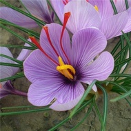 Benih Saffron Biji Bunga Crocus Mudah Tumbuh Tanaman Taman Rumah