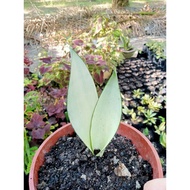 Anak pokok lidah mertua/snake plant SANSEVIERIA MOONSHINE🔥READY STOK🔥