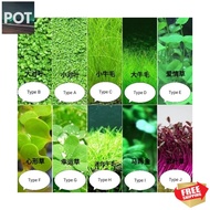 Aquarium Plant Seeds